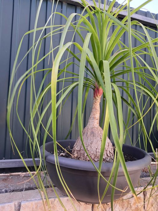Beaucarneas recurvatas, patas de elefante