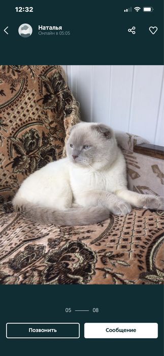 Вязка скоттиш - фолд !