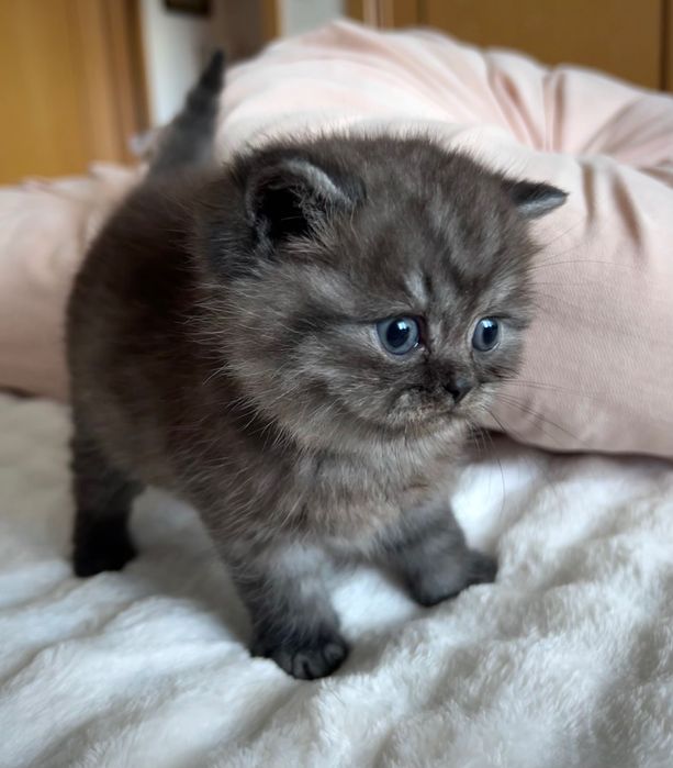 Gatinho Scottish Straight