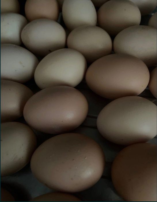 Ovos de galinhas criadas ar livre