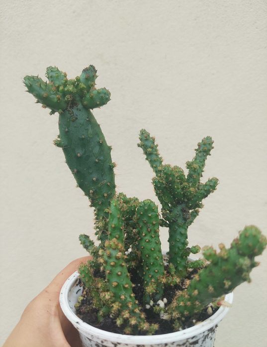 Suculentas 3€ cada