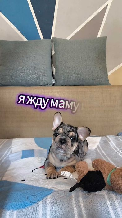 Яркий мальчик мерле