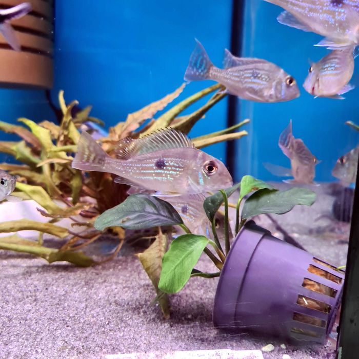 Ziemiojad sveni Geophagus sveni