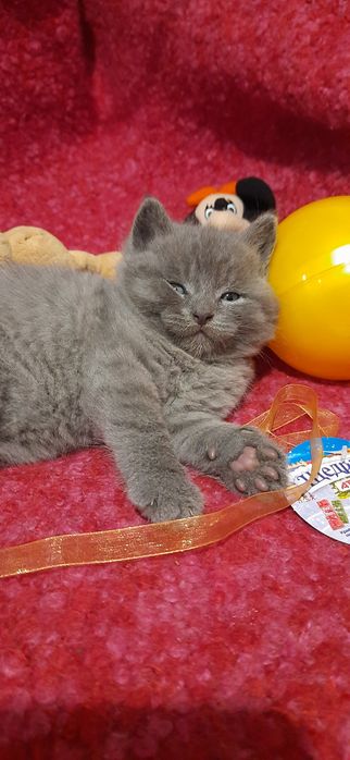 Британські кошенята