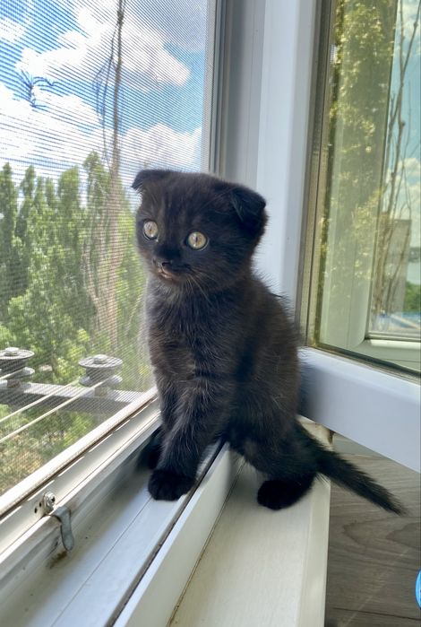 Шотландские котята