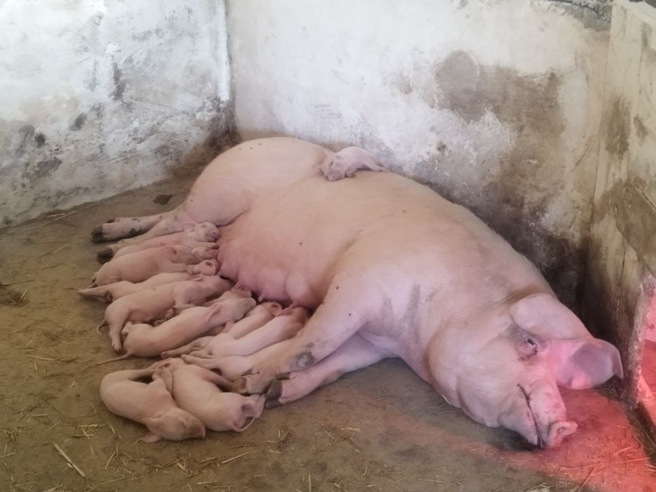 Поросята трёхпородные