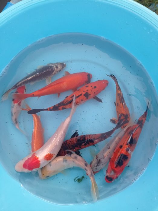 Carpas koi selecionadas