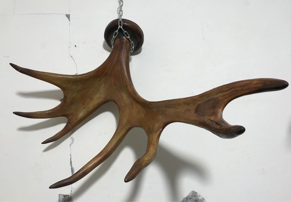 Продам рога різні на вибір