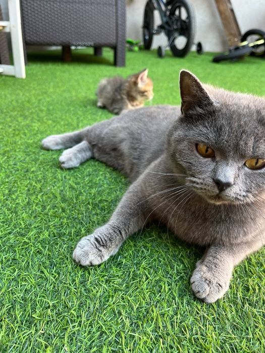 Шотландські котики киці кошенята