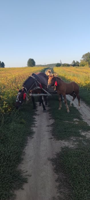 продається кобила з лошам