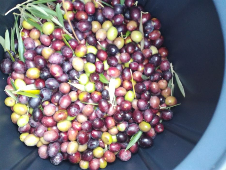 Azeite Novo Virgem Extra 0,2 acidez - Douro Vinhateiro