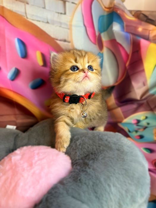 Szkocka koteczka złota szynszyla WCF/PZF+Box prezentowy