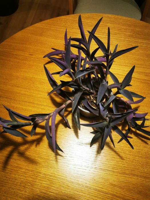 Trzykrotka purpurowa - gęsta, ładnie wybawiona, doniczka 12 cm