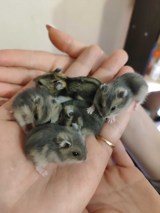 Джунгарик / Джунгарский хомяк , малыши.