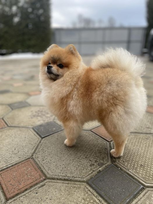 Померанський шпіц . Вʼязка