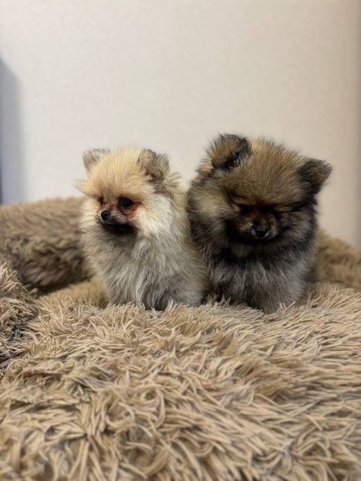 Ексклюзивні померанські дітки