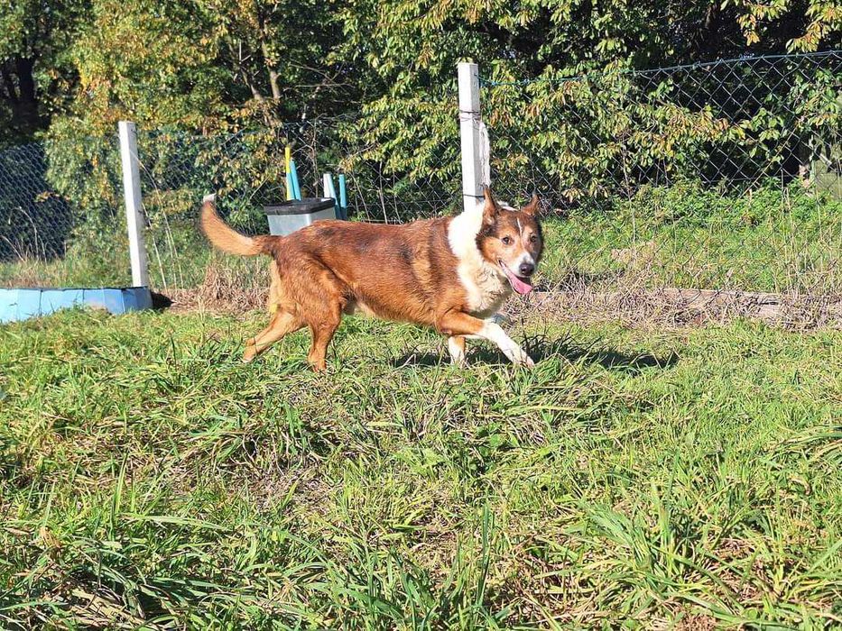 mix owczarka Collie szuka domu
