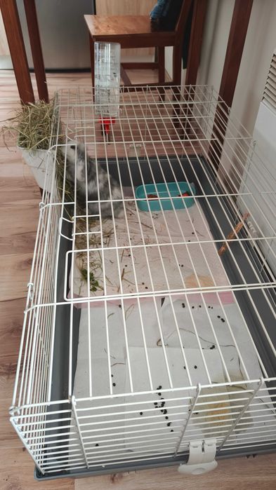 Sprzedam Królika
