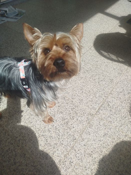 Yorkshire Terrier lindíssimo