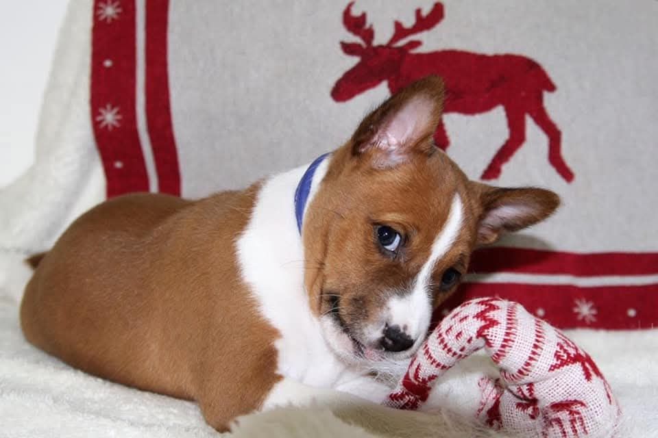 Басенджи Basenji КСУ/FCI