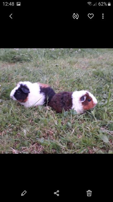 Американська Тедді