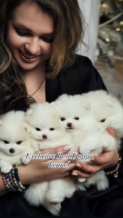 SUPER VIP mini щенки белые померанские шпицы. Щенок померанец шпиц