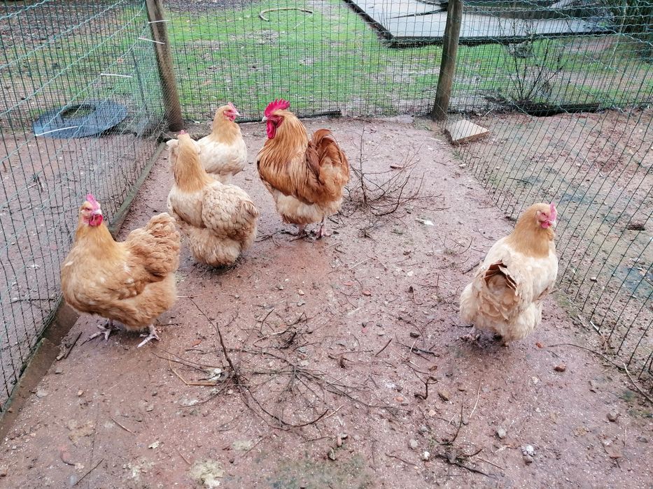 Ovos galados de Orpington Amarela e Faveroles / Pata rouen