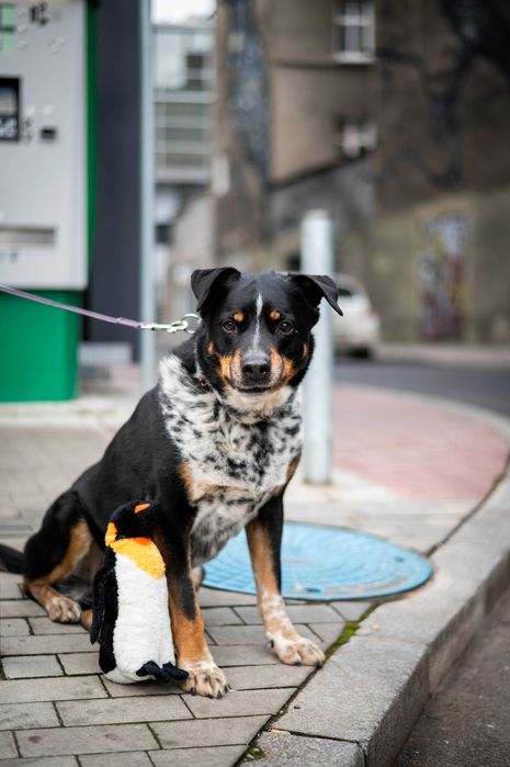 Wyrzucony z samochodu Baron szuka domu na zawsze