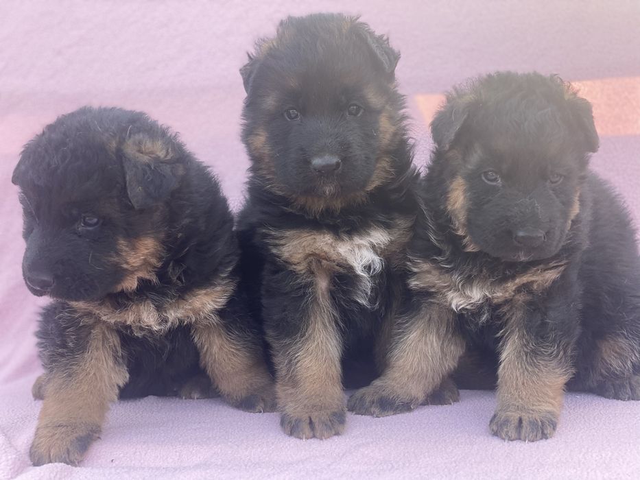 Малята та пвдростки