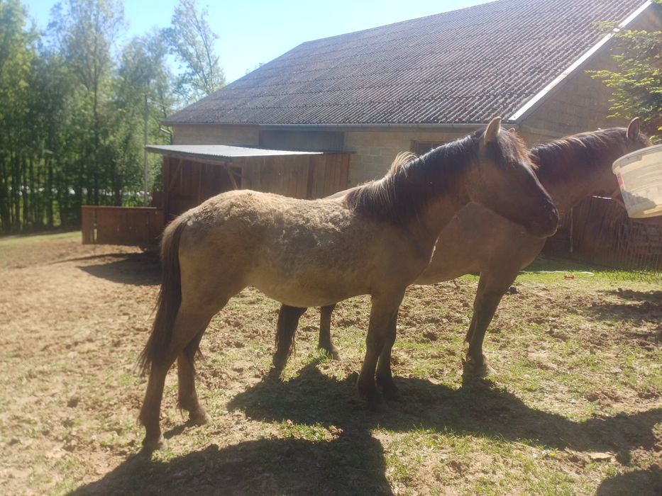 konik polski klaczka