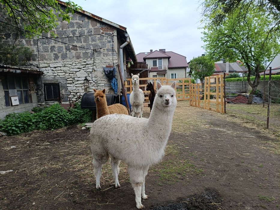 Alpaki dziewczyny chlopaki