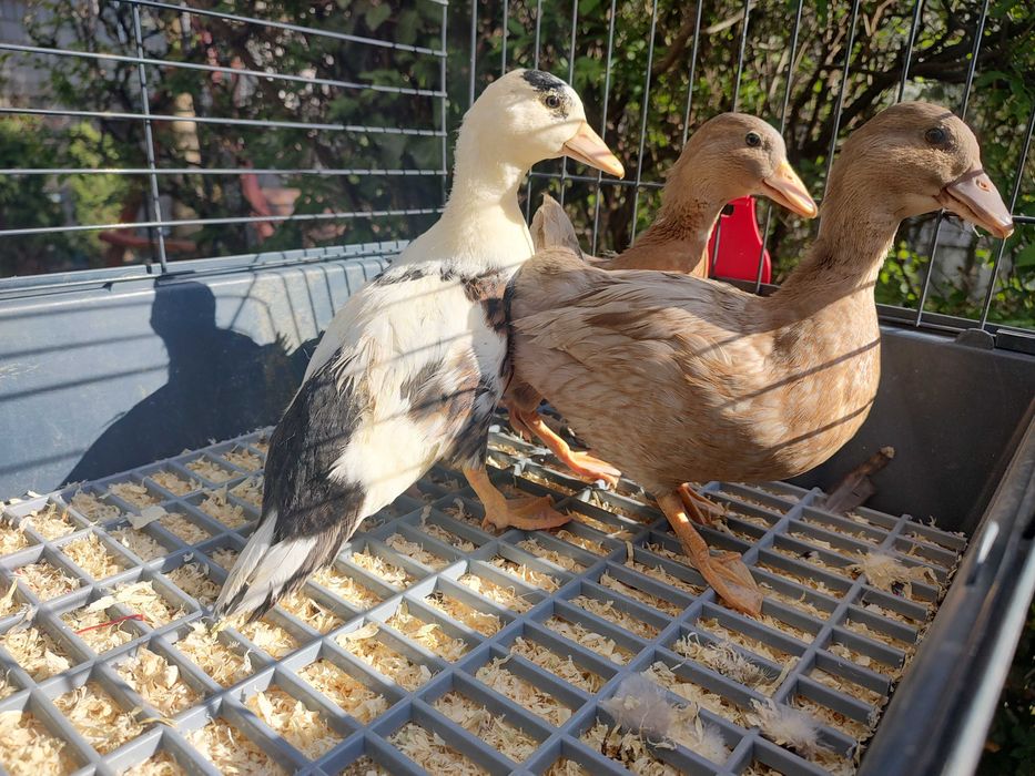 Kaczuszki  miniaturowe call duck z 2026r.