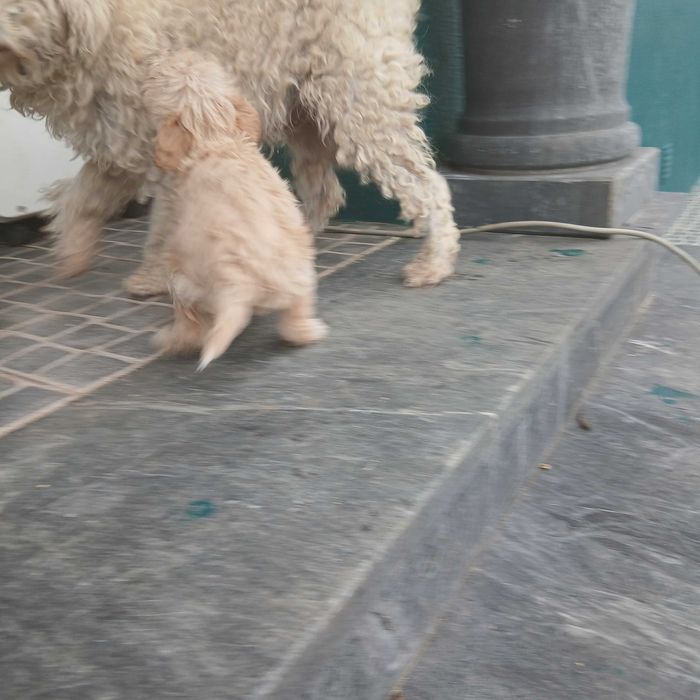 Cachorrinhos para adoção responsável