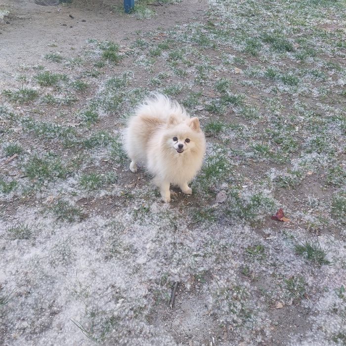 Szpic miniaturowy (pomeranian )