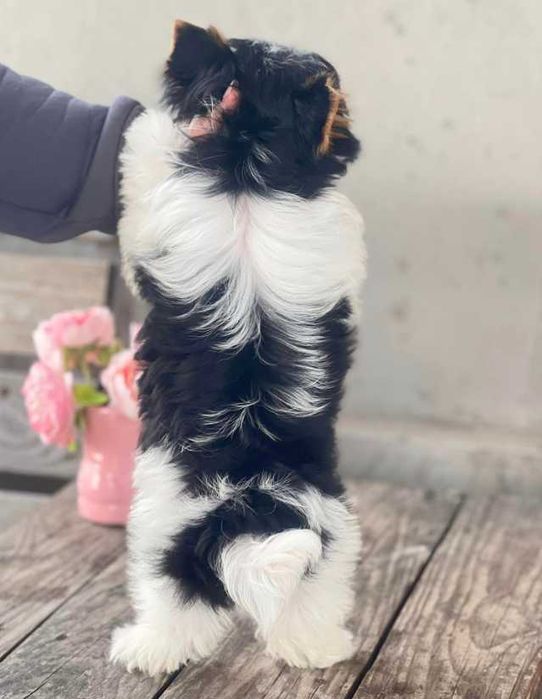 Цуценя якісного розведення Бівер-йоркширський тер'єр