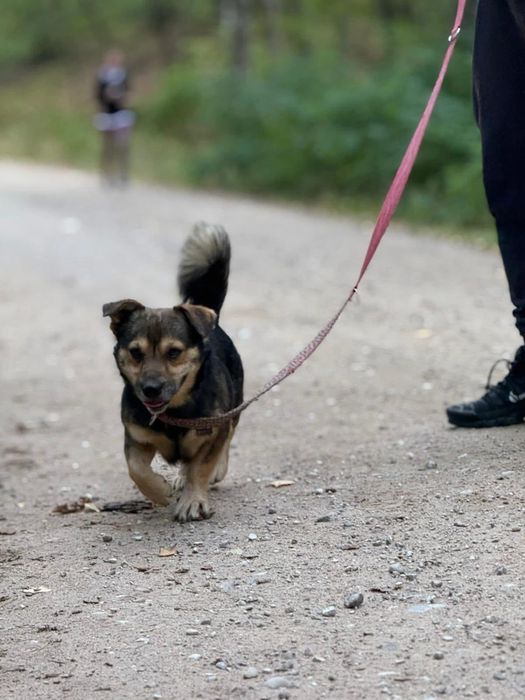 Lolo – mały, dzielny pies, który uczy się ufać i czeka na spokojny dom