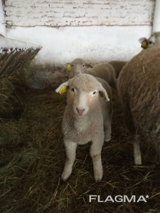 Продам баранів та овець.