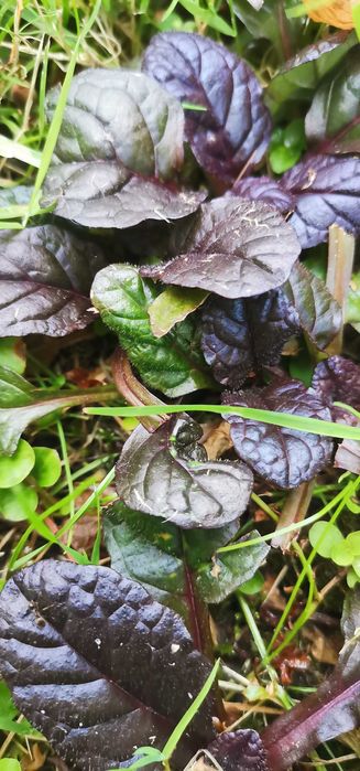 Dąbrówka rozłogowa 10 sadzonek