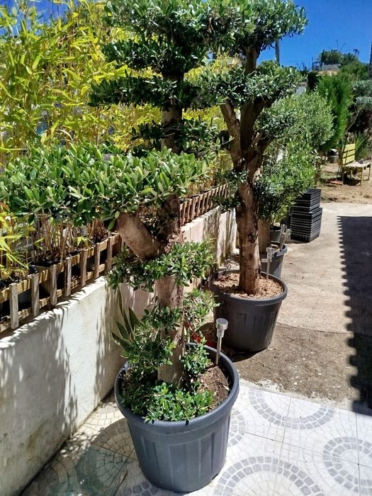 Oliveiras de ornamentação