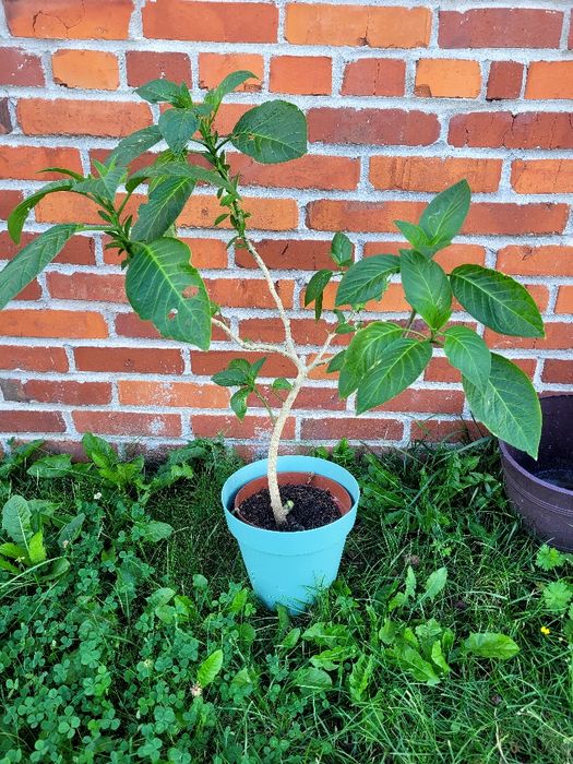 Datura bieluń biały