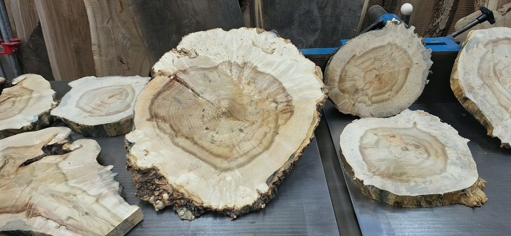 Plastry drewna plasterki orzech i inne gatunki