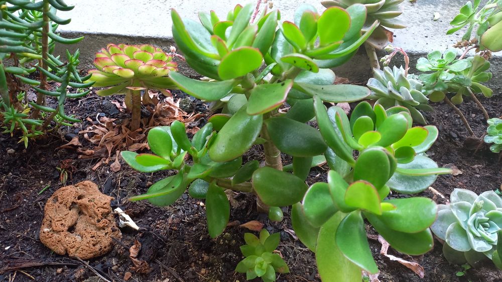 Planta de Jade bem enraizada