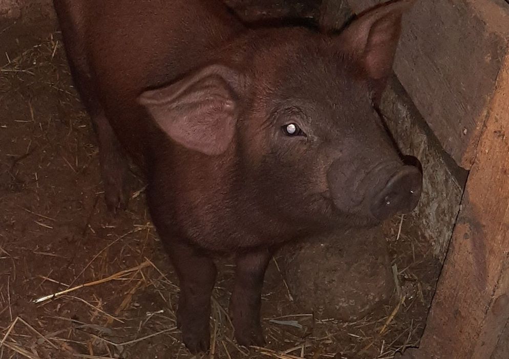 Поросята, свині. Змінашні дюрок і краснопоясі