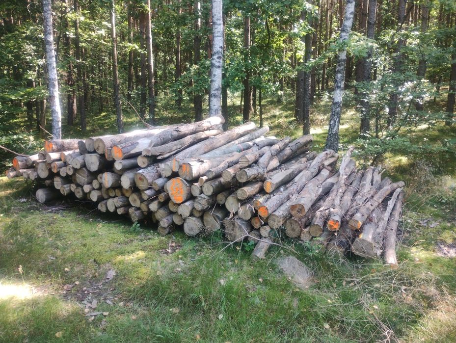 Drewno kominkowe i opałowe