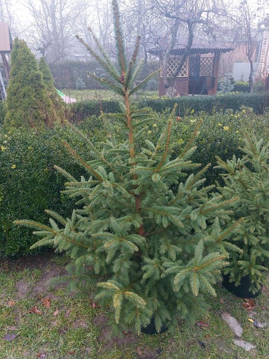 Ялинки різних розмірів