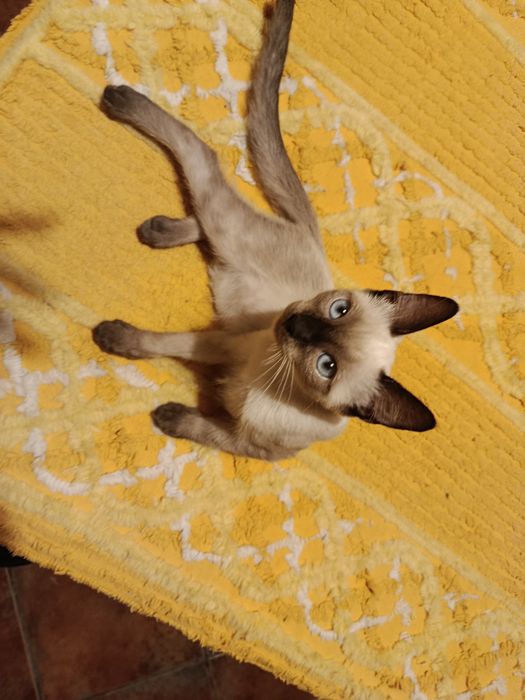Gatinhos siamêses para adoção