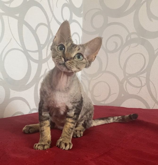 Девочка Девон рекс