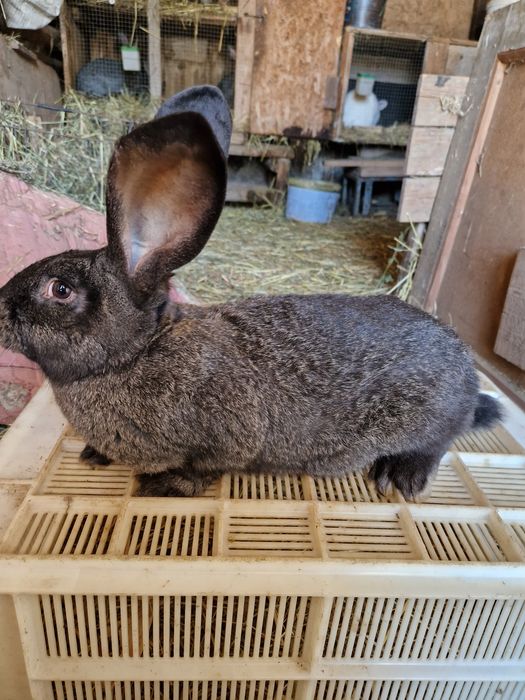 Olbrzym Belgijski mieszane z Srokacz Niemiecki