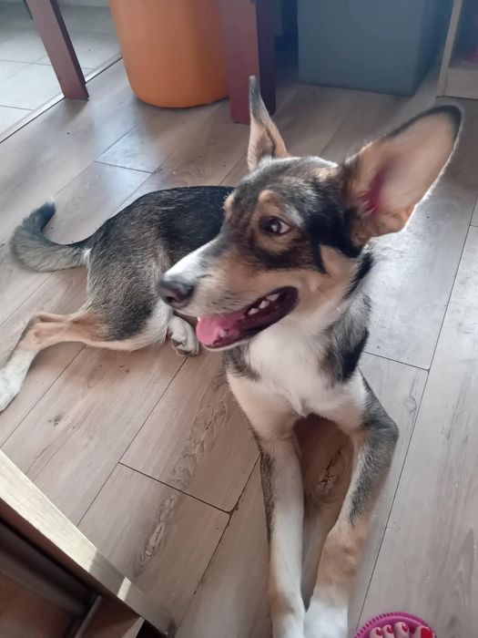 Fado 8 miesięcy do adopcji