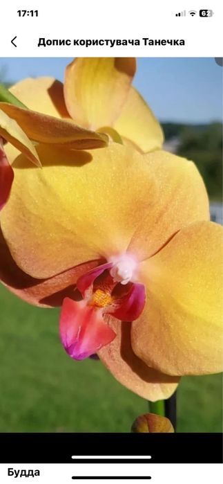 Орхідеї підлітки